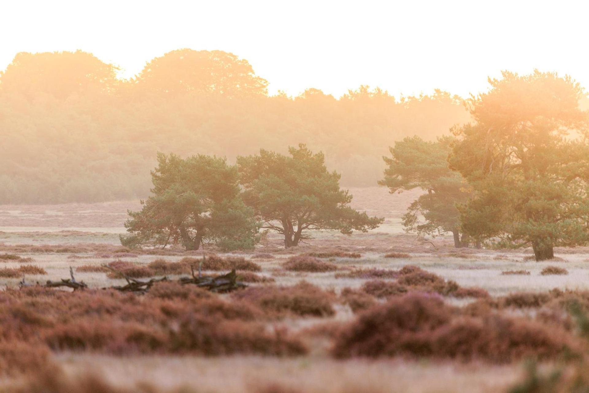 Top Luxe Chalet - Kindvriendelijk - Bos En Heide Harderwijk Dış mekan fotoğraf