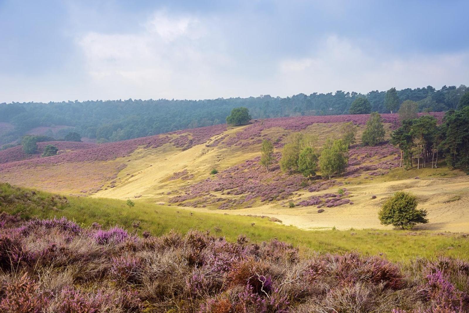 Top Luxe Chalet - Kindvriendelijk - Bos En Heide Harderwijk Dış mekan fotoğraf