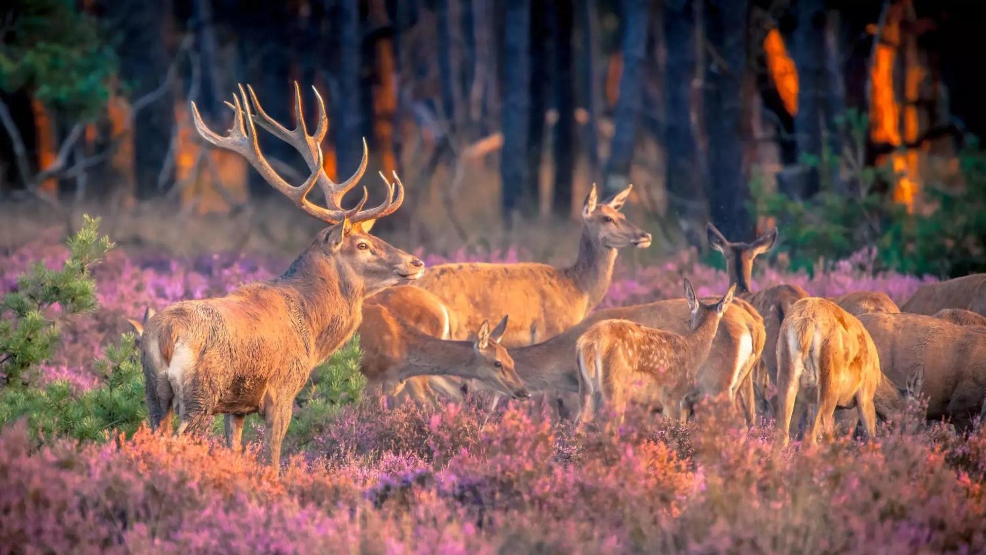 Top Luxe Chalet - Kindvriendelijk - Bos En Heide Harderwijk Dış mekan fotoğraf